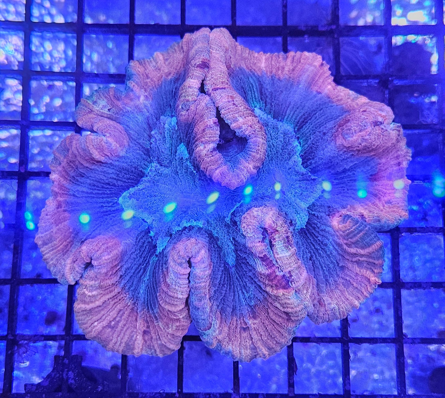 Trachyphyllia (LPS-100)