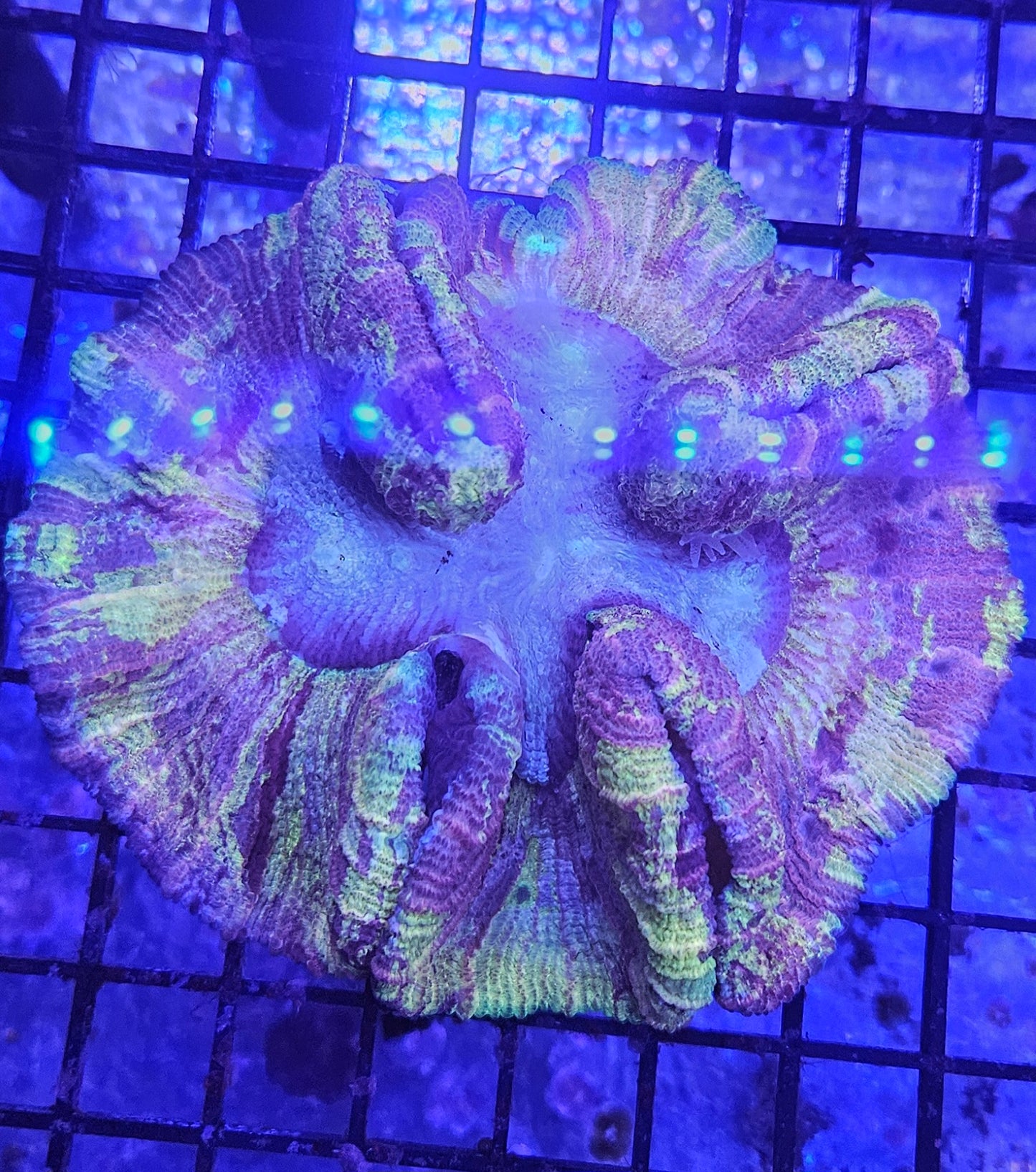Trachyphyllia (LPS-101)