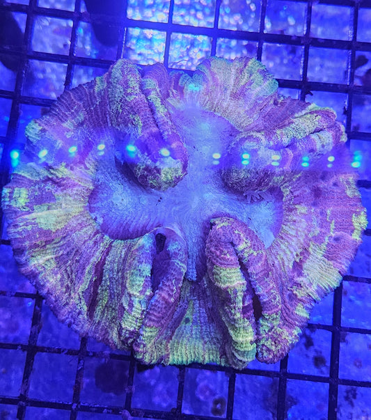 Trachyphyllia (LPS-101)