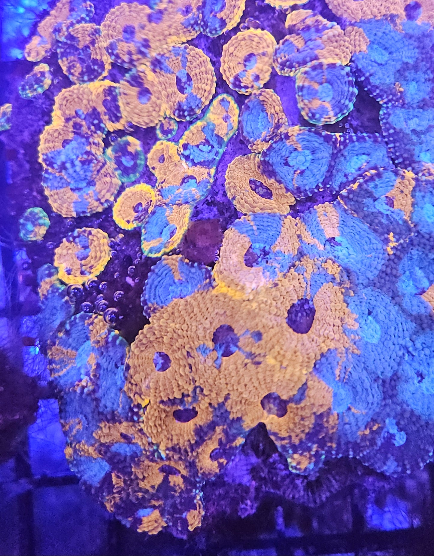 Acanthastrea Echninata Ultra (LPS-E101)
