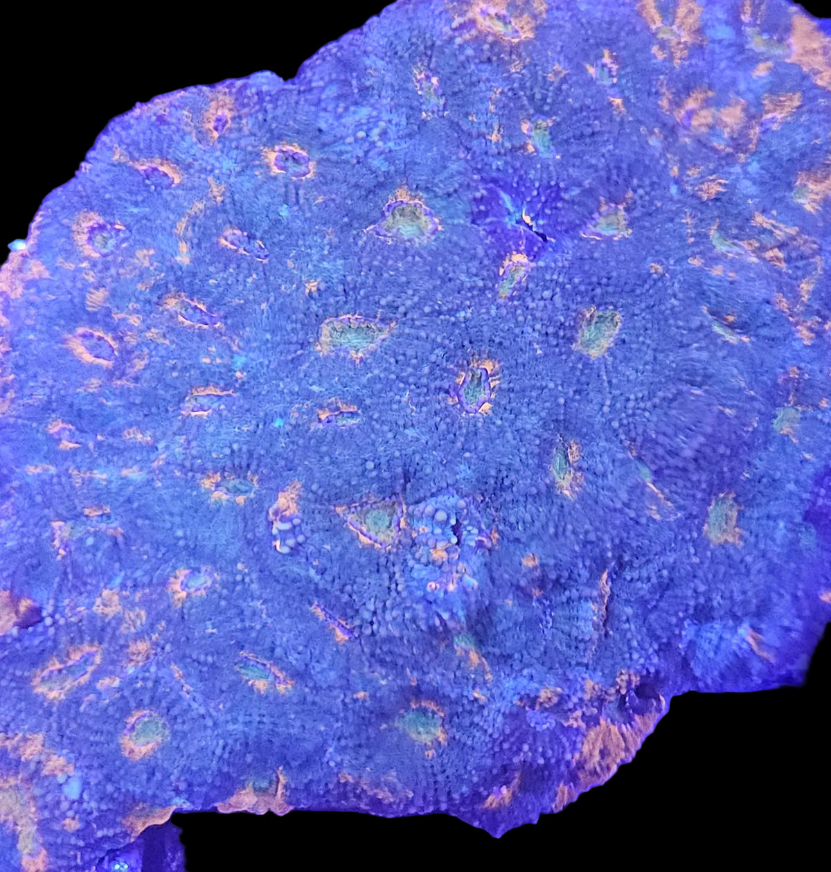 Acanthastrea Echninata Ultra (LPS-E102)