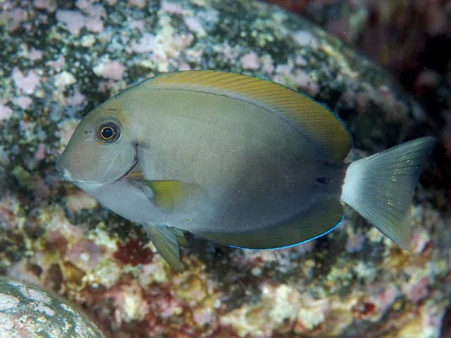 Epaulette Surgeonfish