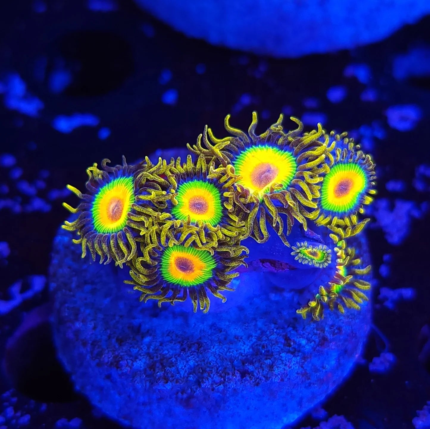 Rasta Zoanthids