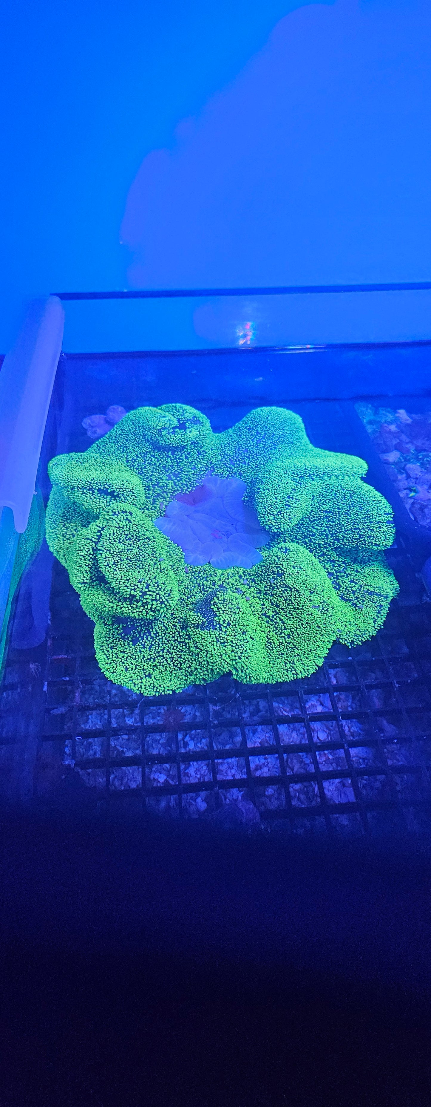 Haddon Carpet Anemone