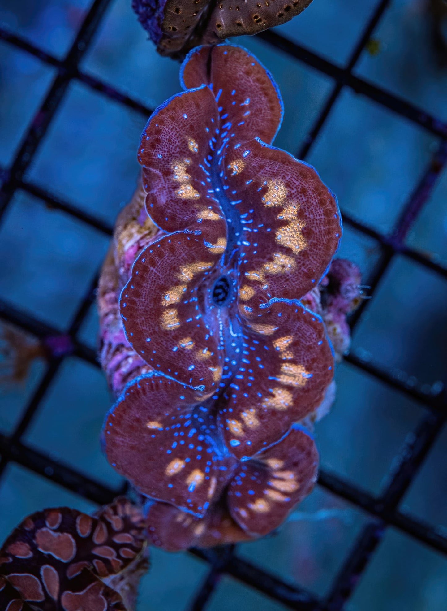 Tridacna Clam - CL002