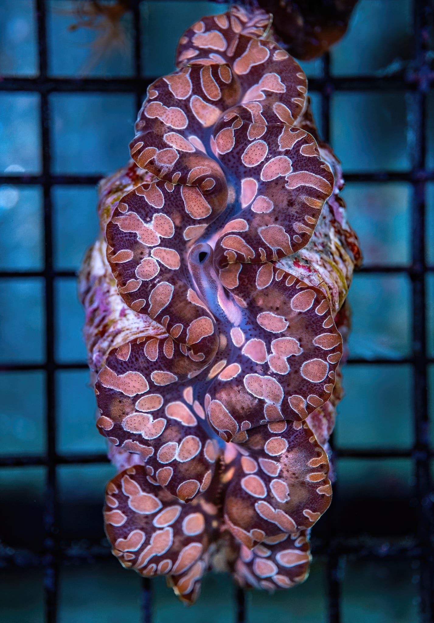 Tridacna Clam - CL003