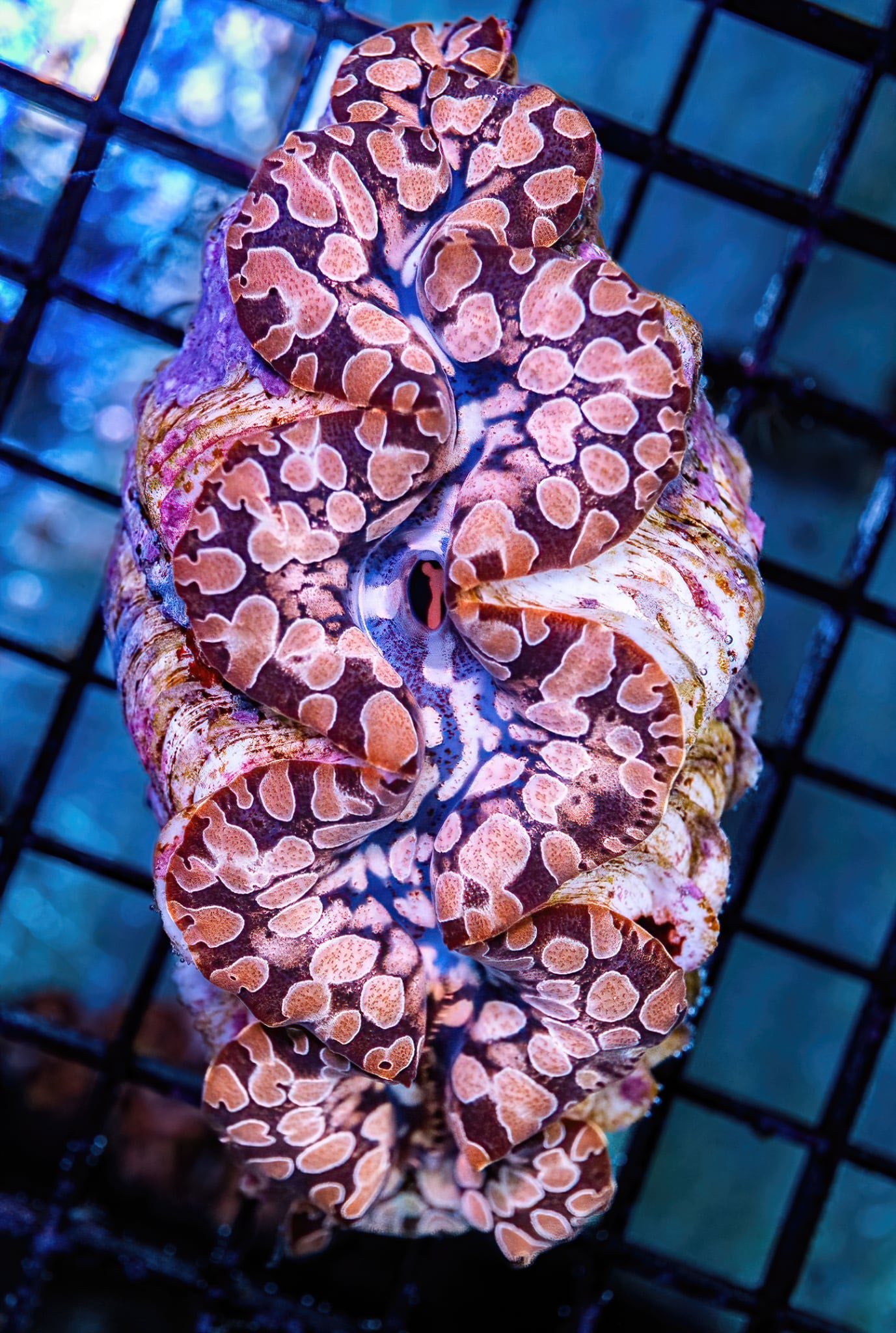 Tridacna Clam - CL004