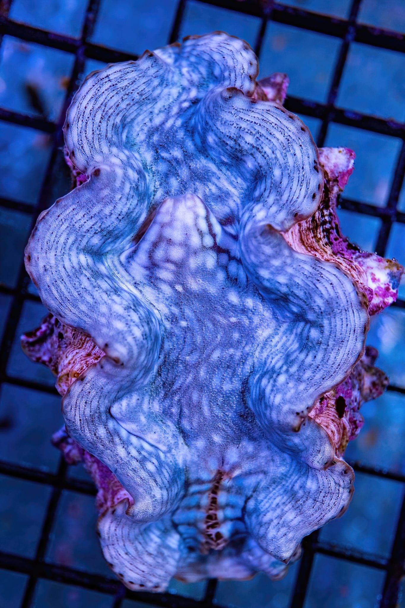 Tridacna Clam - CL005