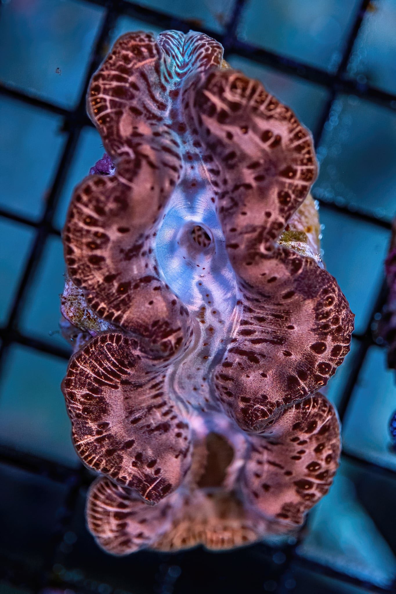 Tridacna Clam - CL006