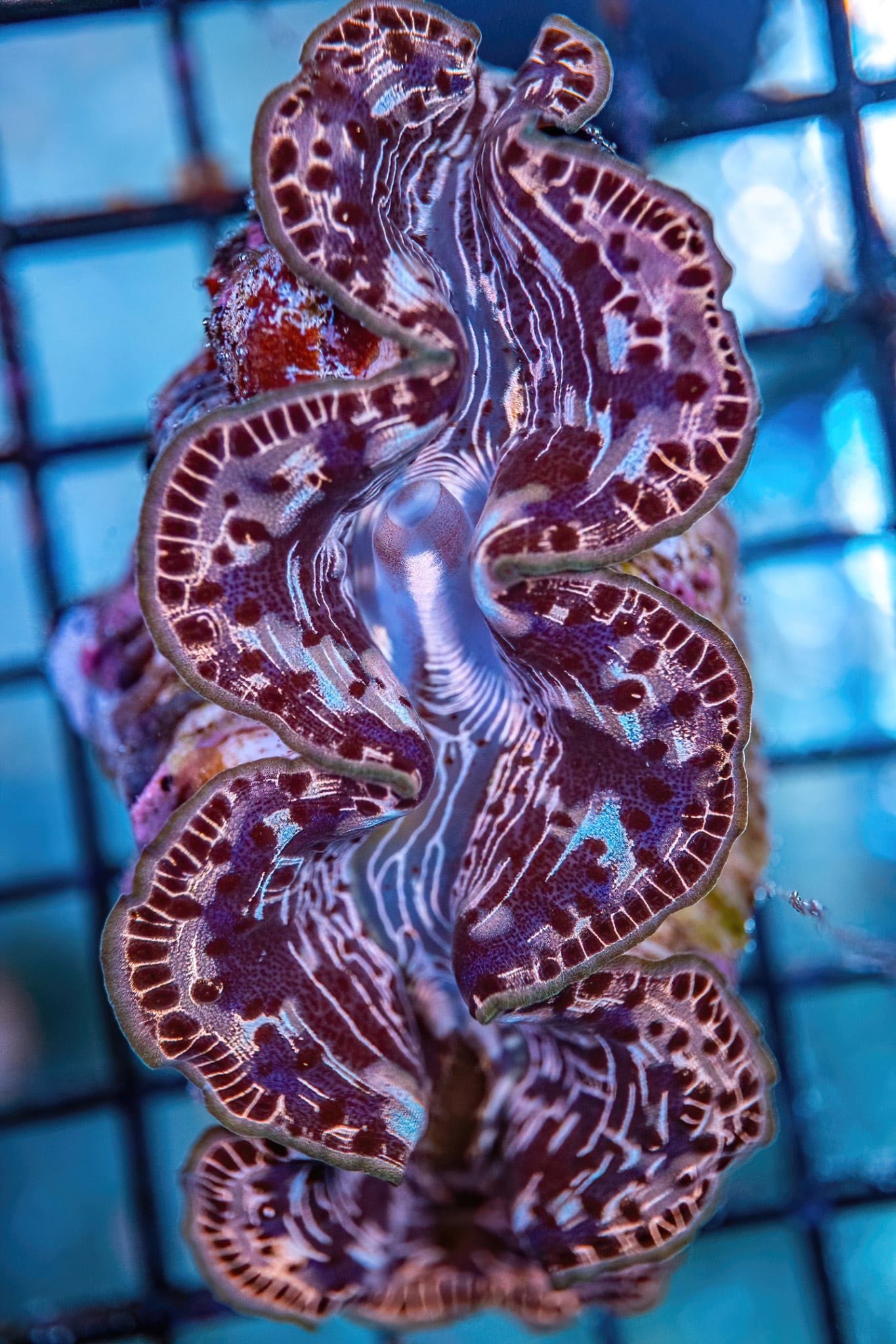 Tridacna Clam - CL007