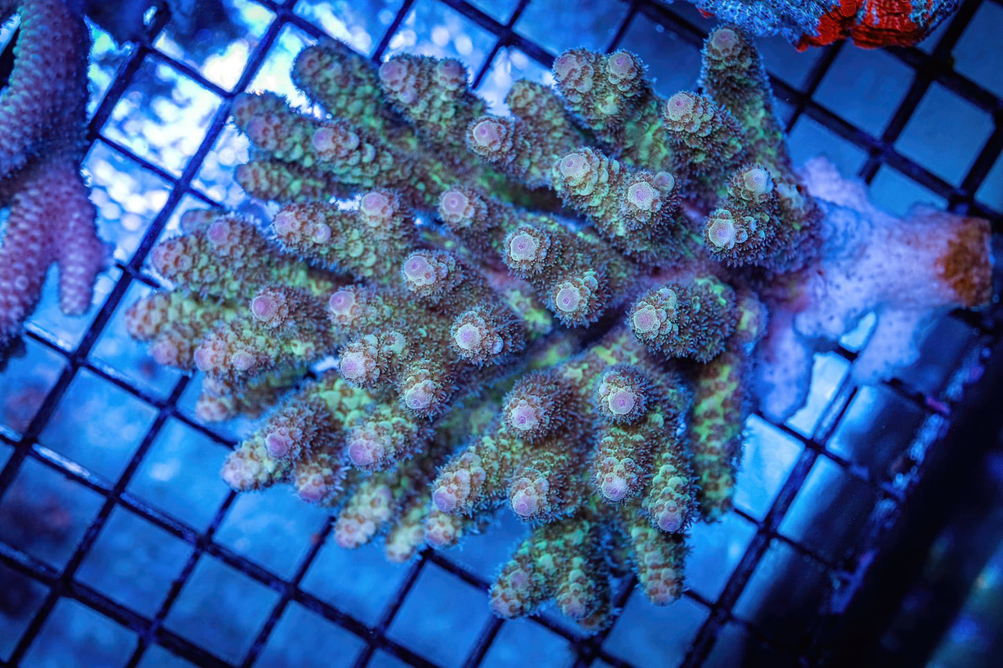 WYSWYG Acropora - 2 inch frag (SPS-40)