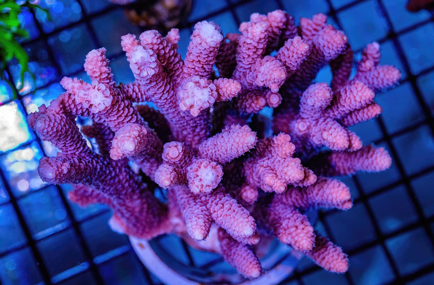 WYSWYG Acropora - 2 inch frag (SPS-41)