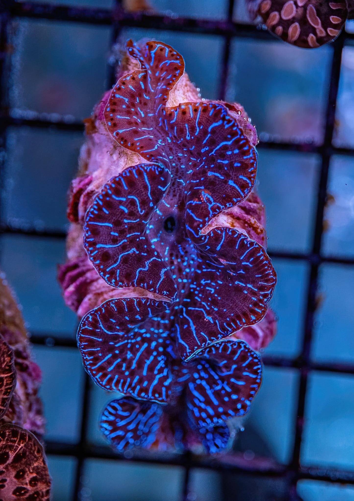 Tridacna Clam - CL008