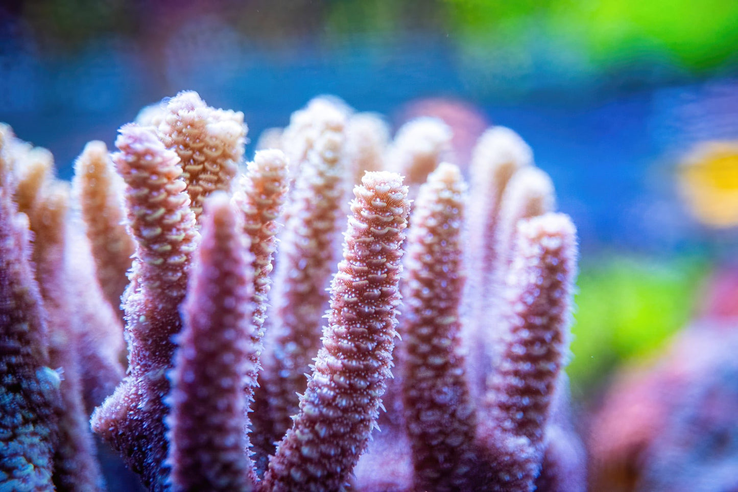 WYSWYG Acropora - 2 inch frag (SPS-44)