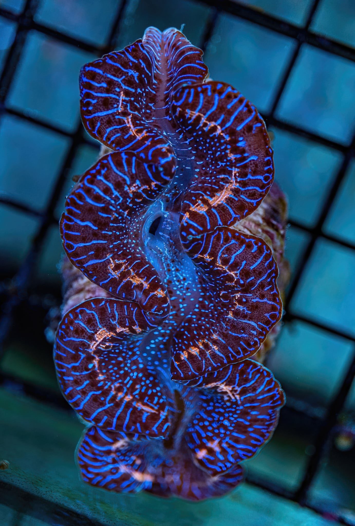 Tridacna Clam - CL001