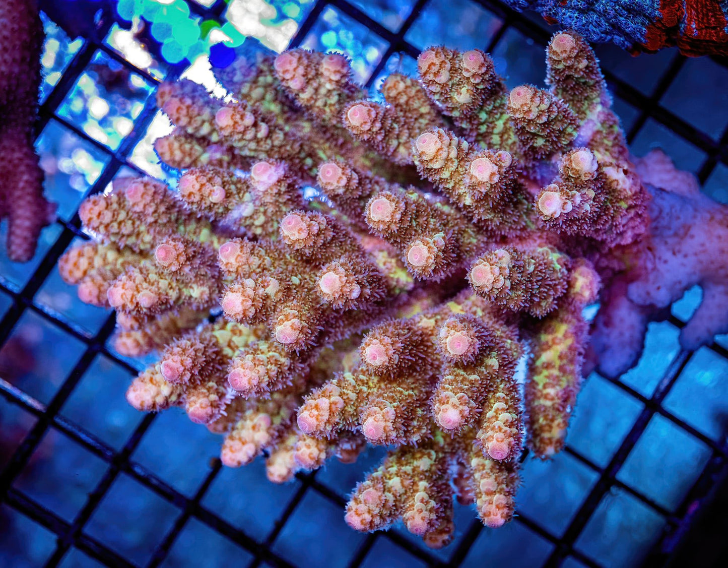 WYSWYG Acropora - 2 inch frag (SPS-43)