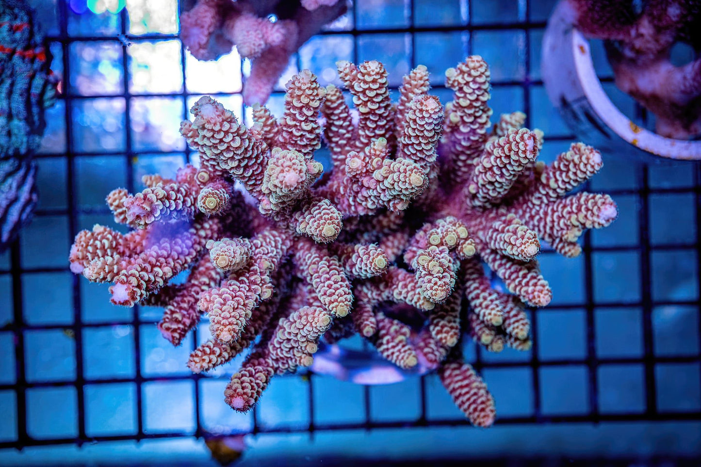 WYSWYG Acropora - 2 inch frag (SPS-45)