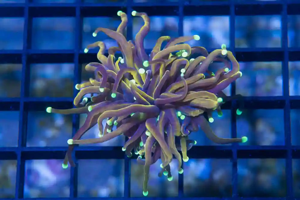 New York Knicks Torch Corals