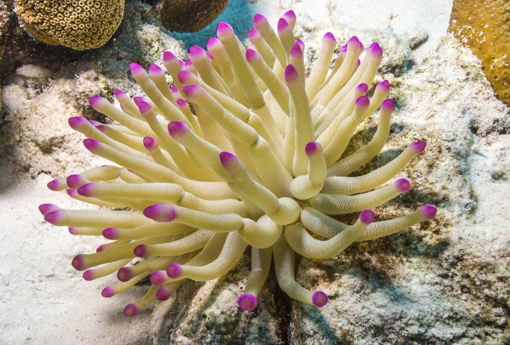 Yellow Mouth Anemone