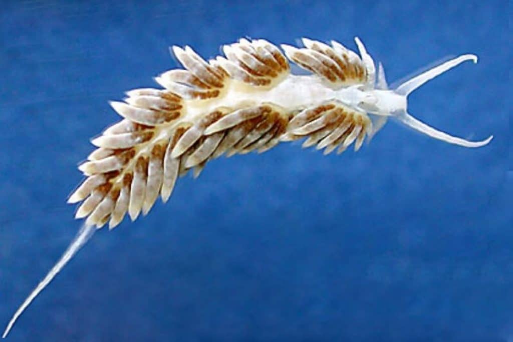 Berghia Nudibranch