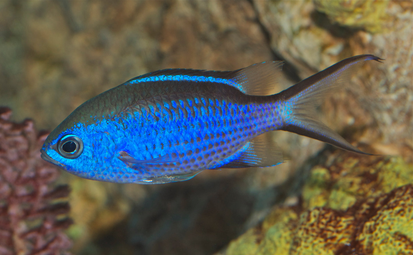 Blue Reef Chromis