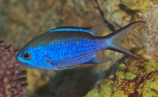 Blue Reef Chromis