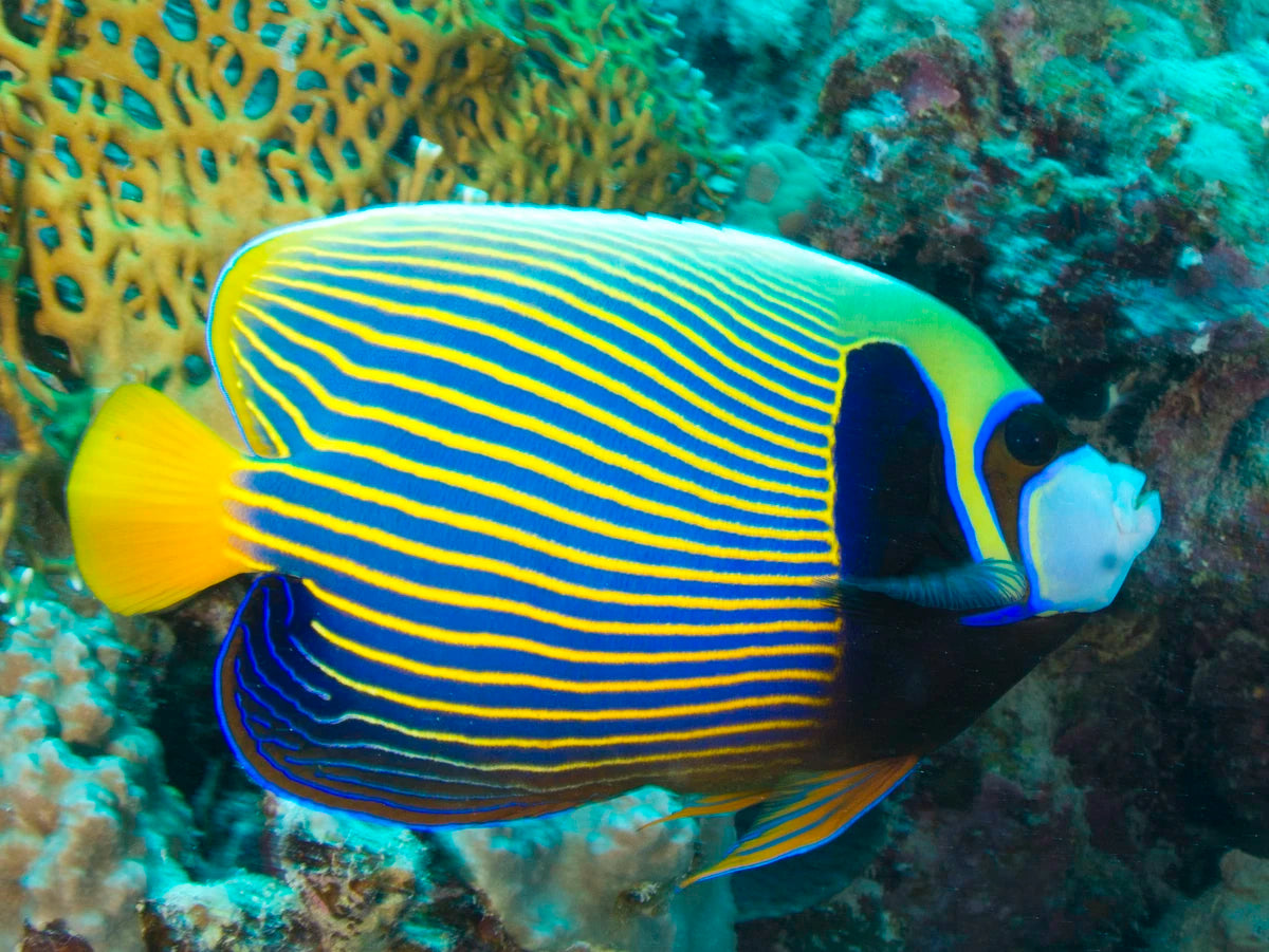 Emperor Angelfish