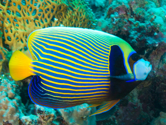 Emperor Angelfish