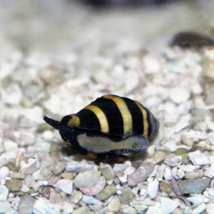 Bumblebee Snail