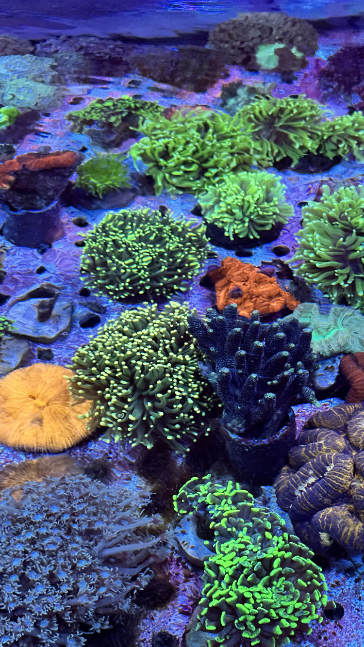 Reef vision sunglasses