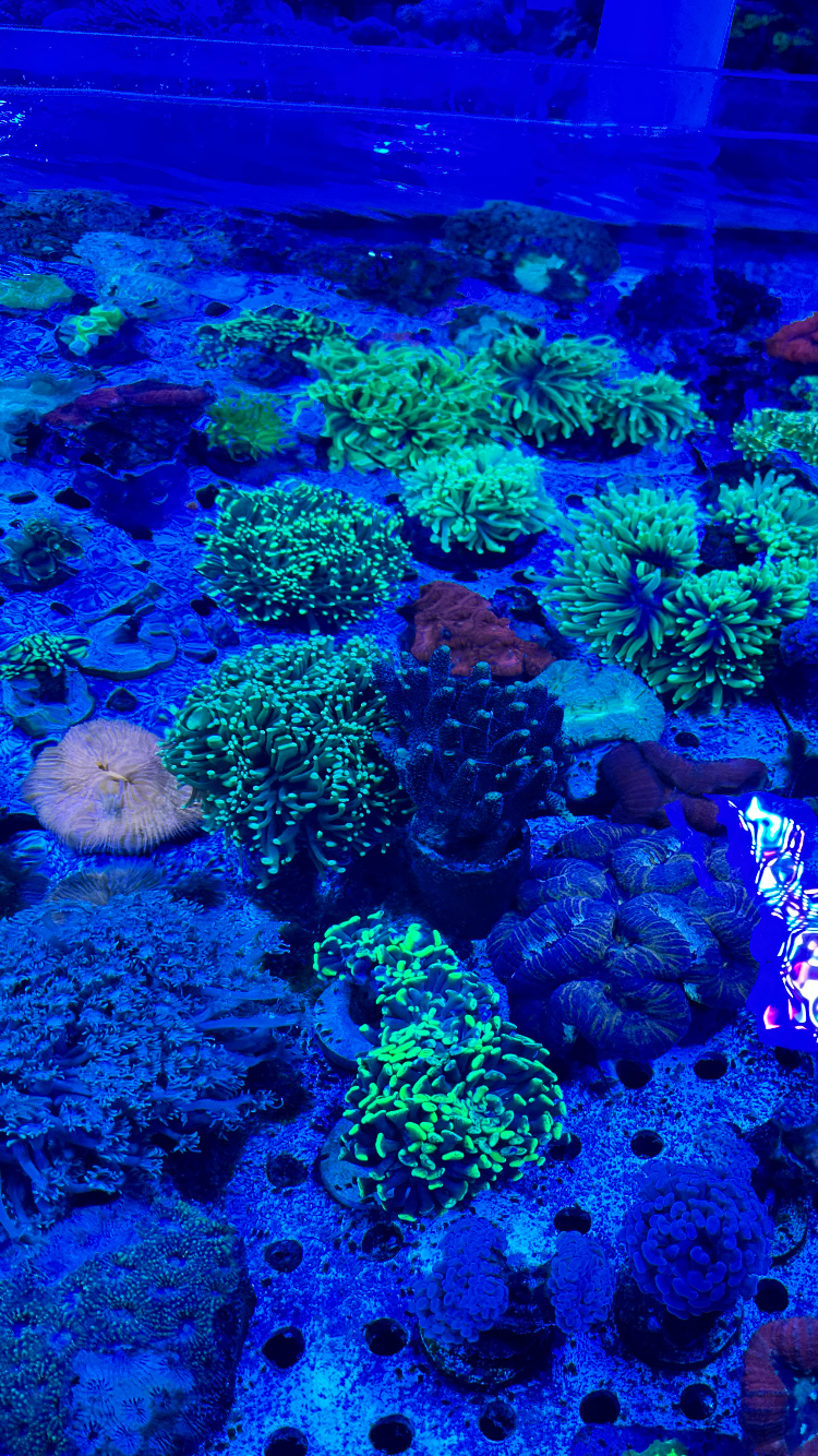 Reef vision sunglasses