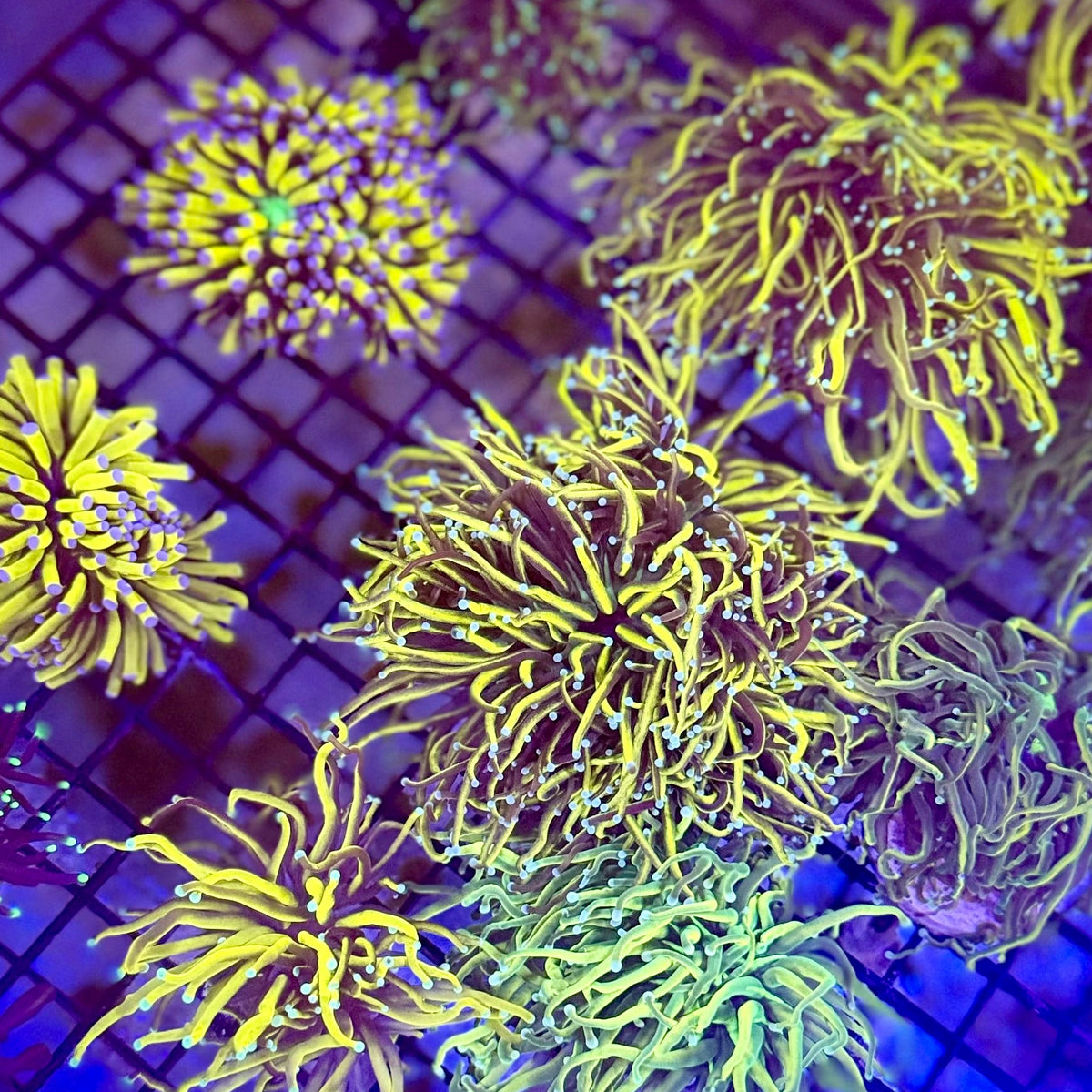 Yellow Torch