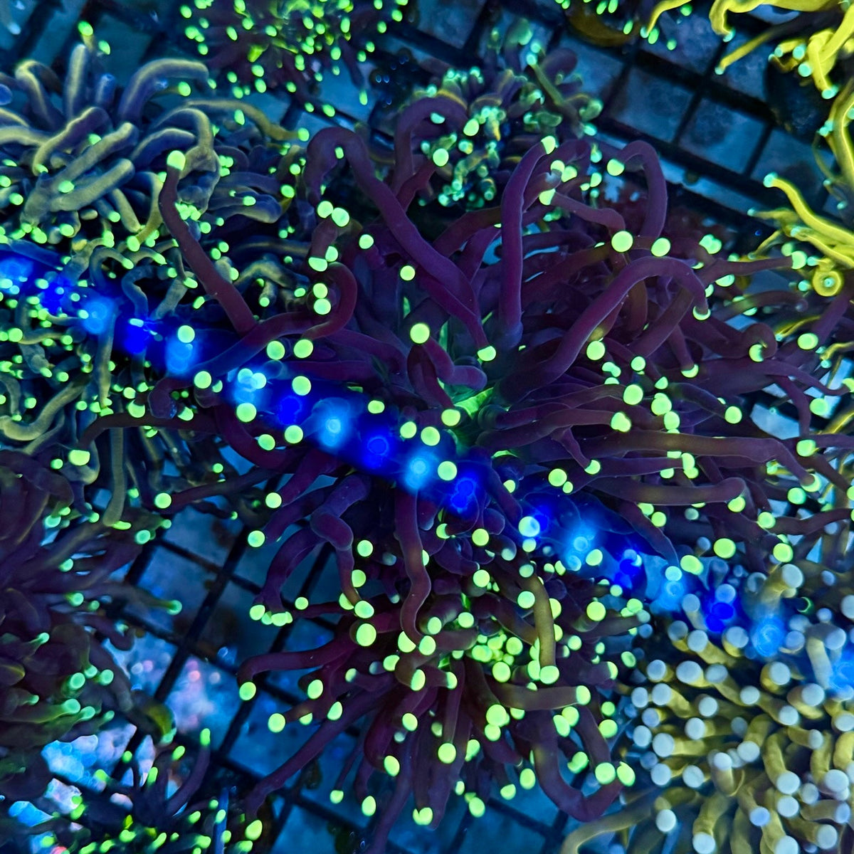 B9 - Purple torch green tips