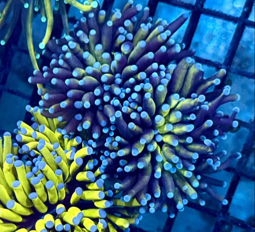 B10 - Purple torch yellow -pink tips