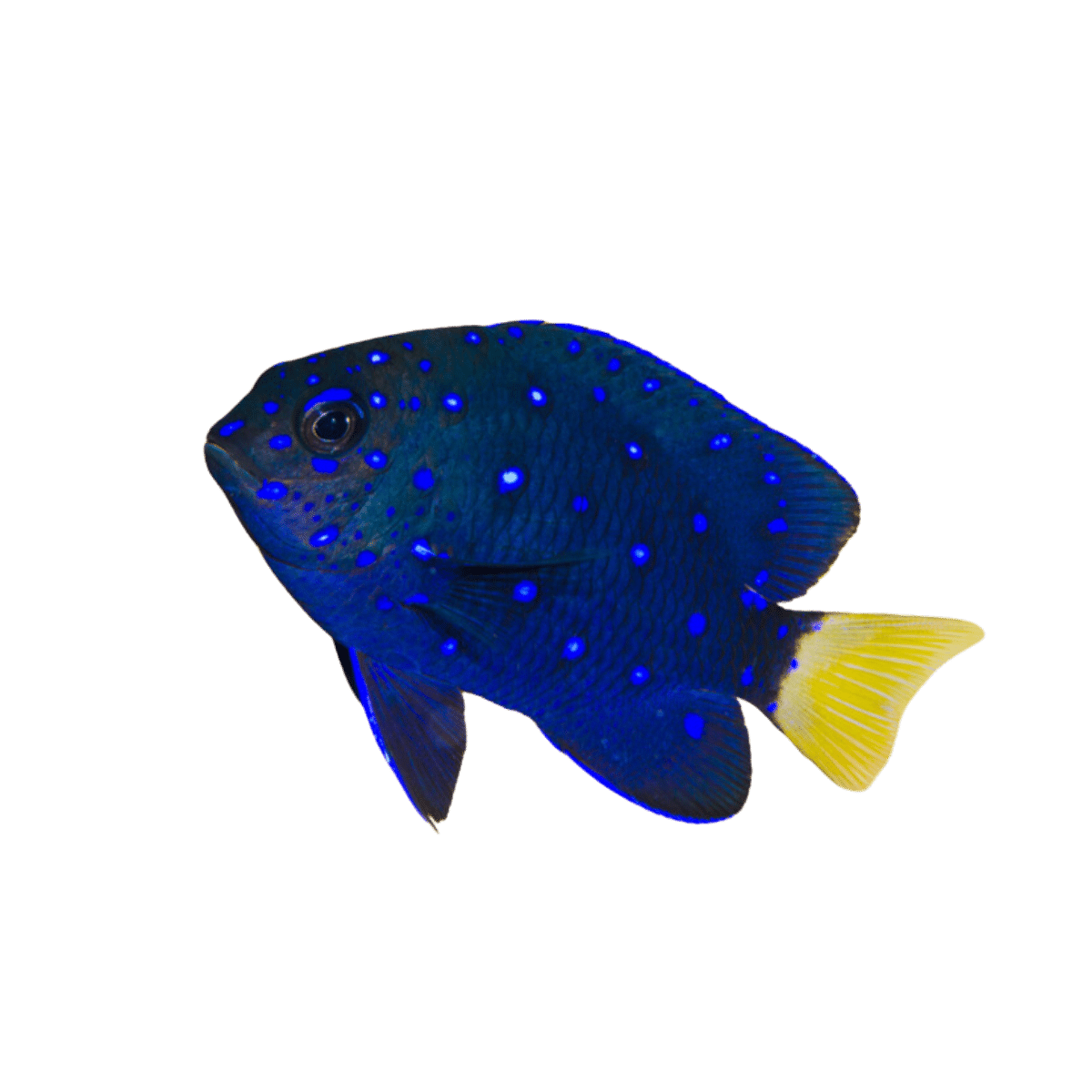 Jewel Damsel (Large)