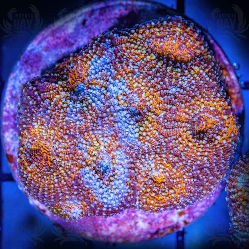 WYSIWYG Acan Echinata (LPS-002)