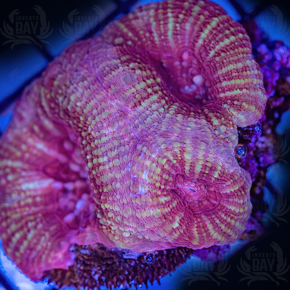 WYSIWYG Bowerbanki LPS-003