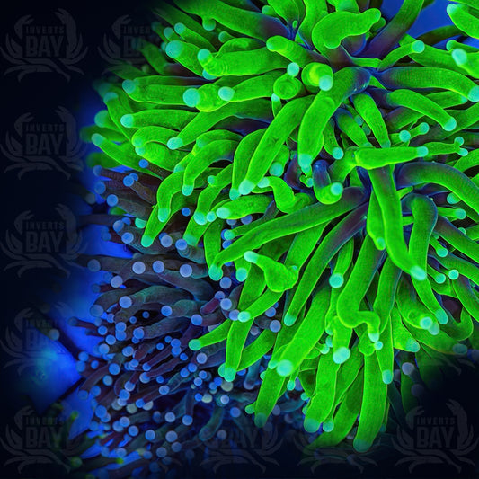 Torch lime green white tip LPS-005
