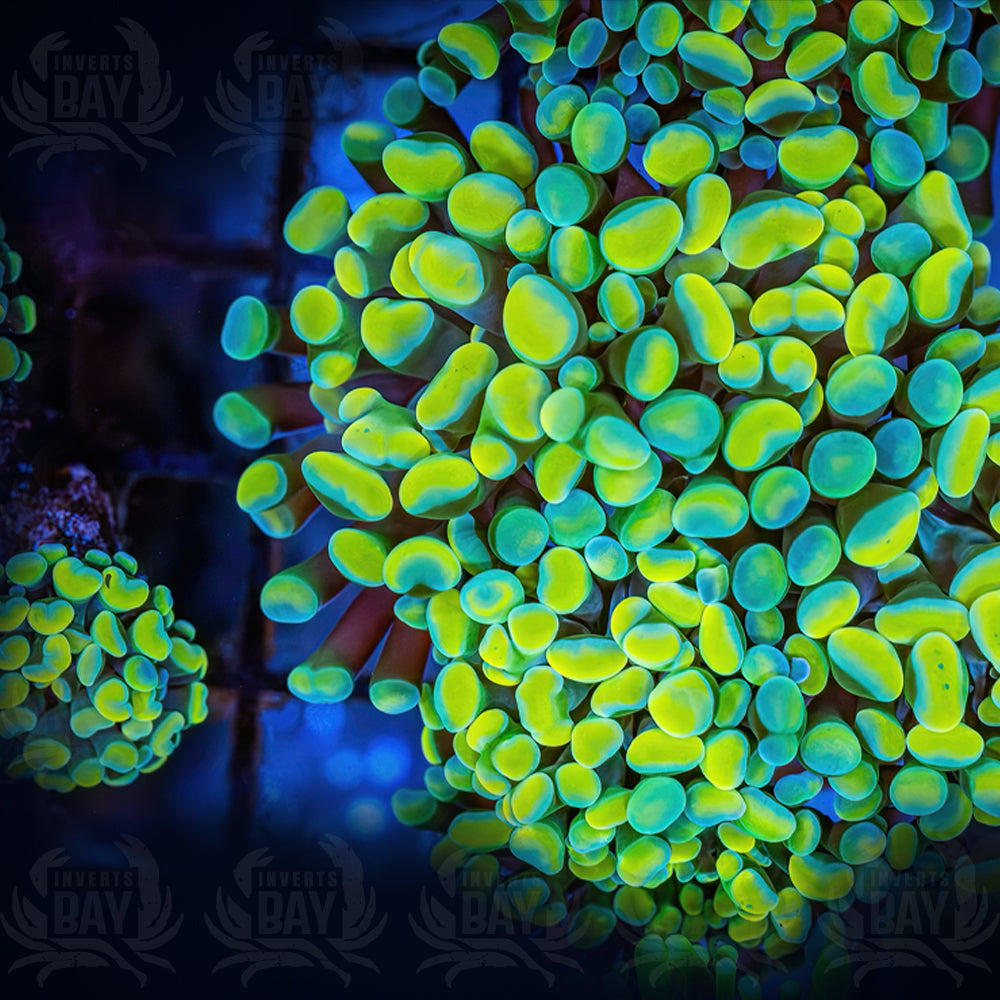 Green Yellow Hammer (LPS-007)