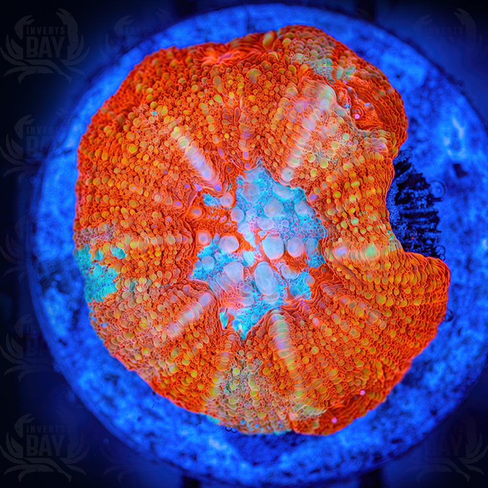 Orange Tongan Scoly (LPS-008)