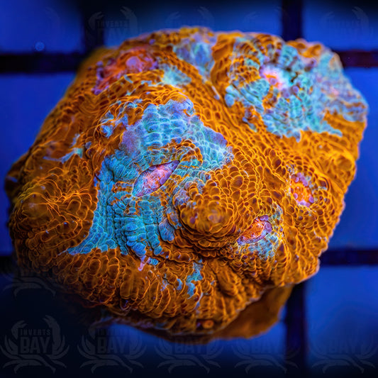 Multicolor Favia (LPS-009)