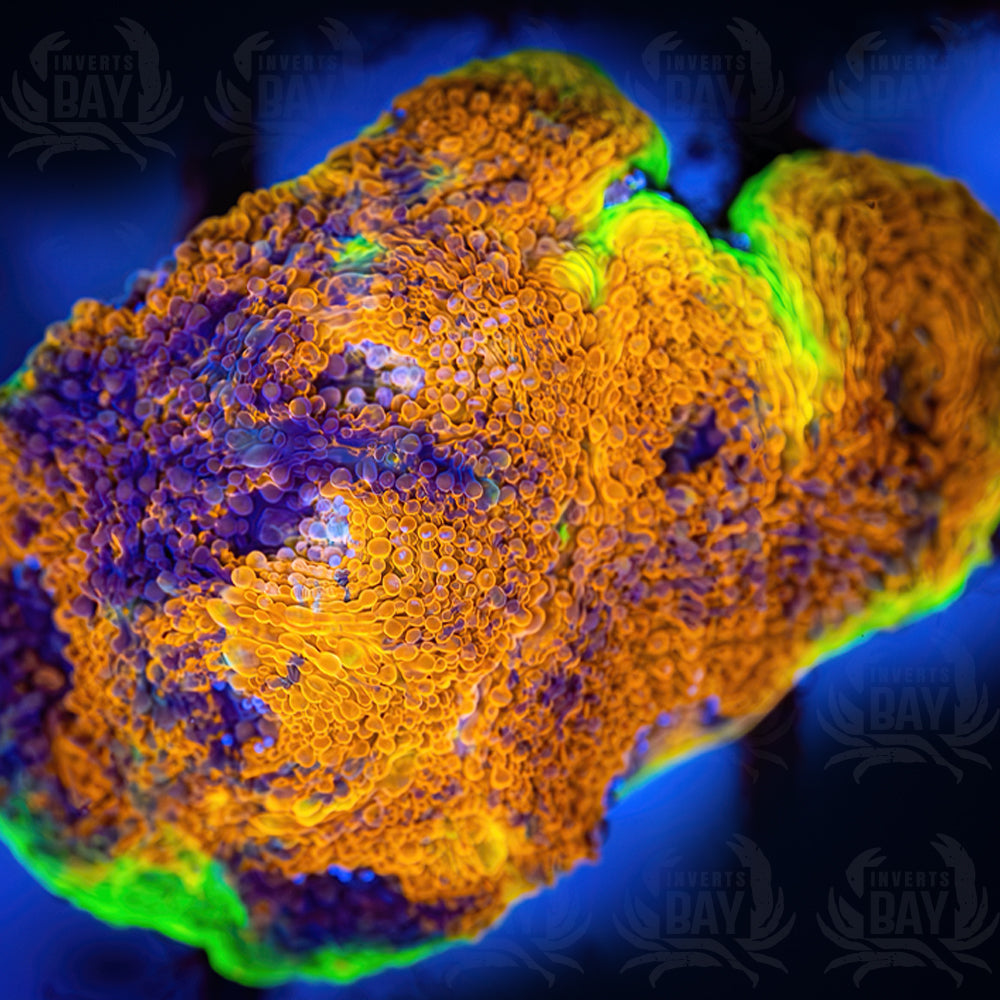 Rainbow Chalice (LPS-010)