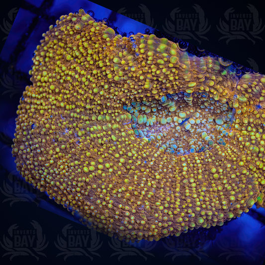 Orange Tongan Scoly (LPS-XXX)