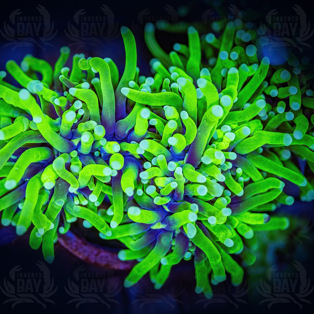 Neon Green White Tip Torch (LPS-XXX)