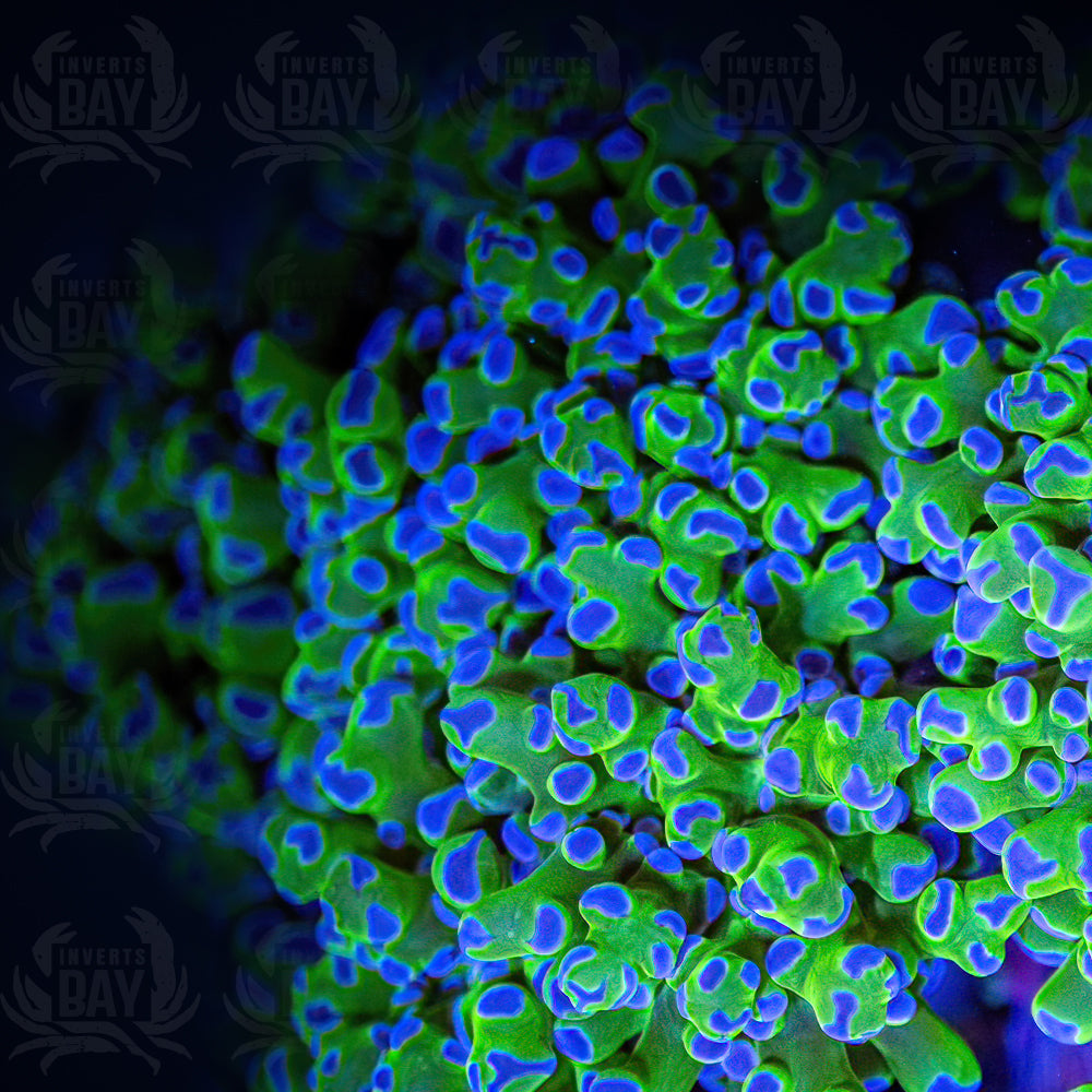 Green Frogspawn (LPS-021)