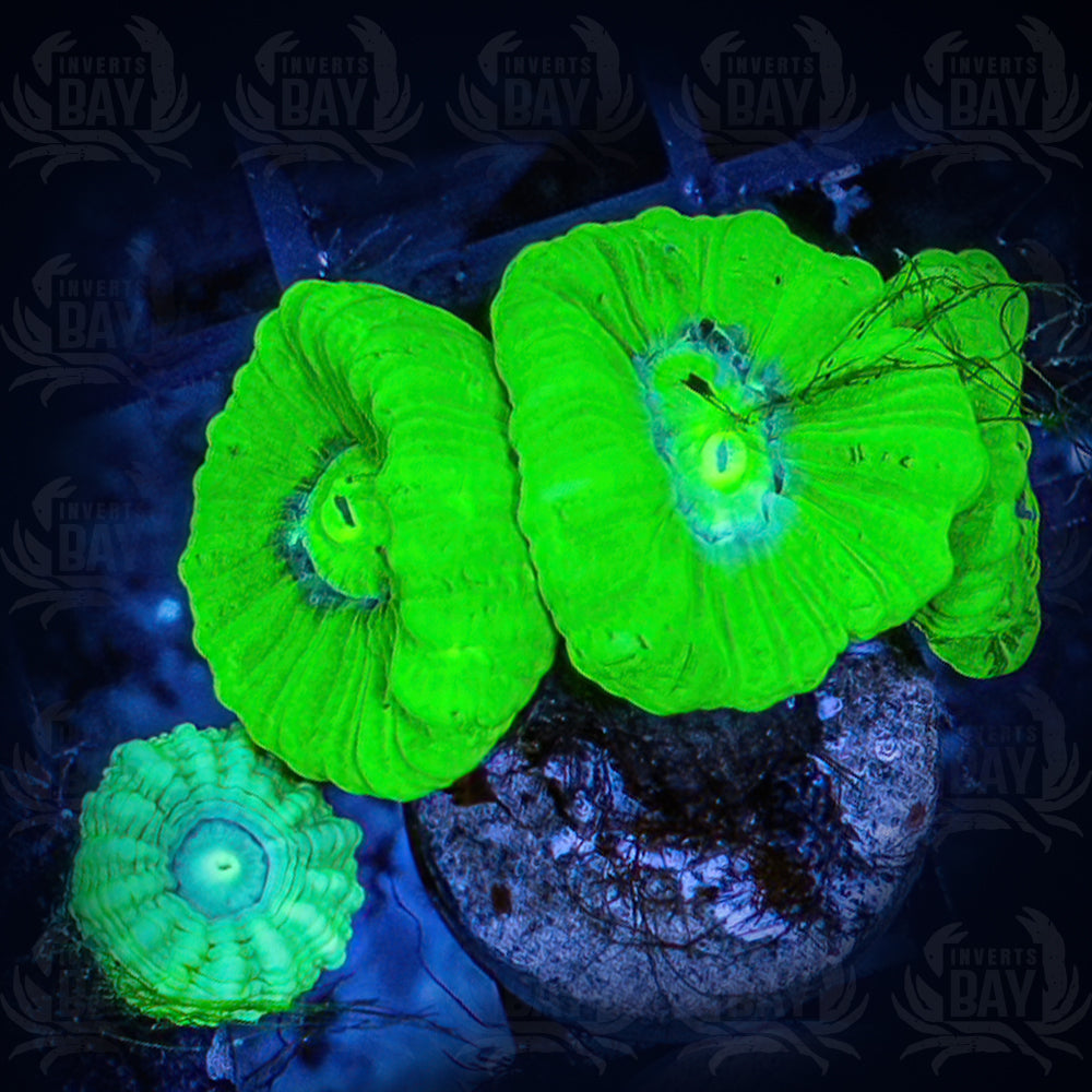Kryptonite Candy Cane Coral Frags