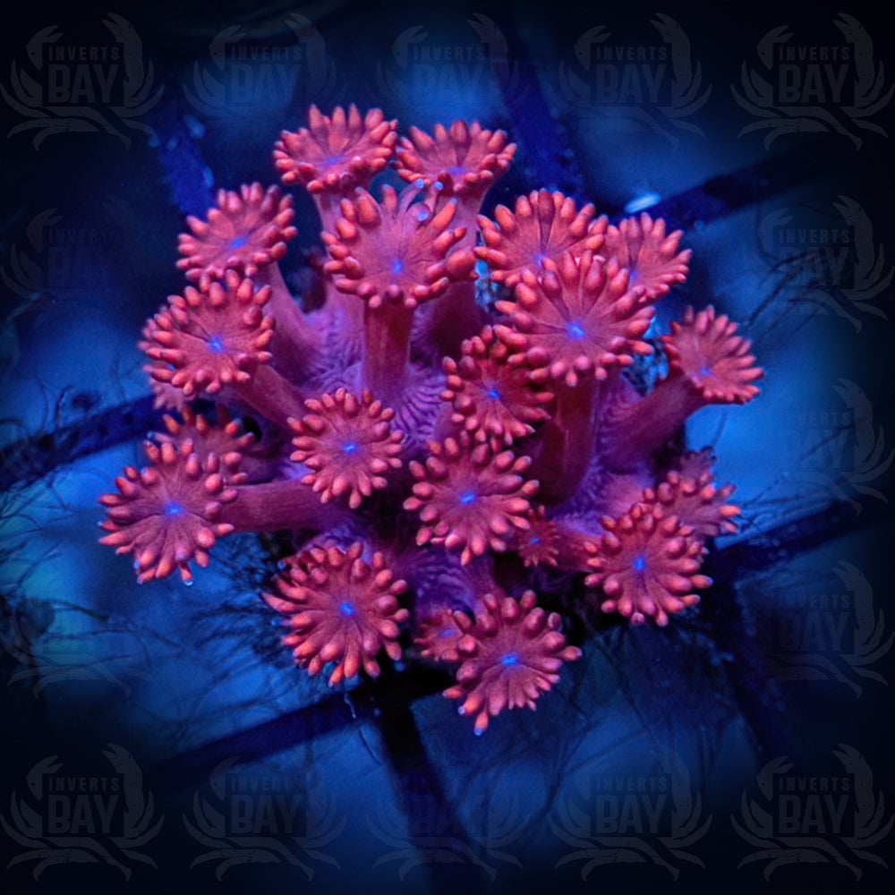 Pink Goniopora (LPS-XXX)