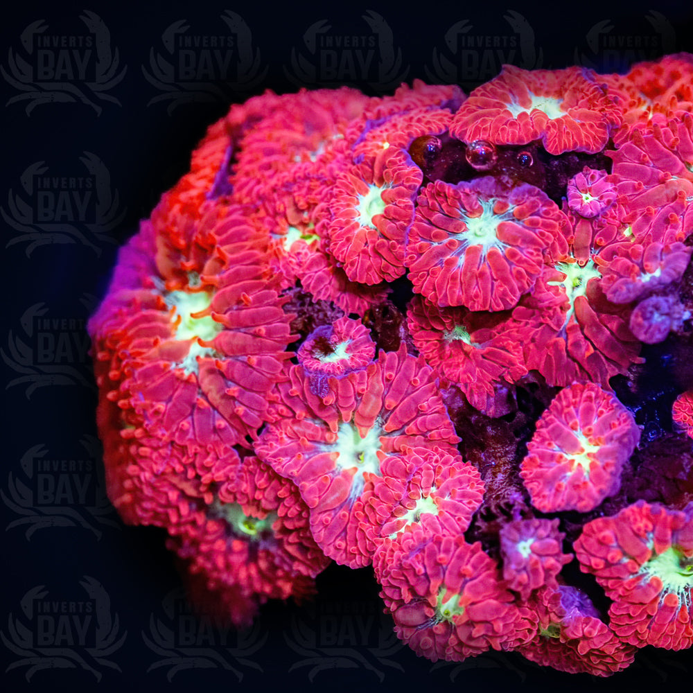 Pink Blastomussa Colony (LPS-XXX)