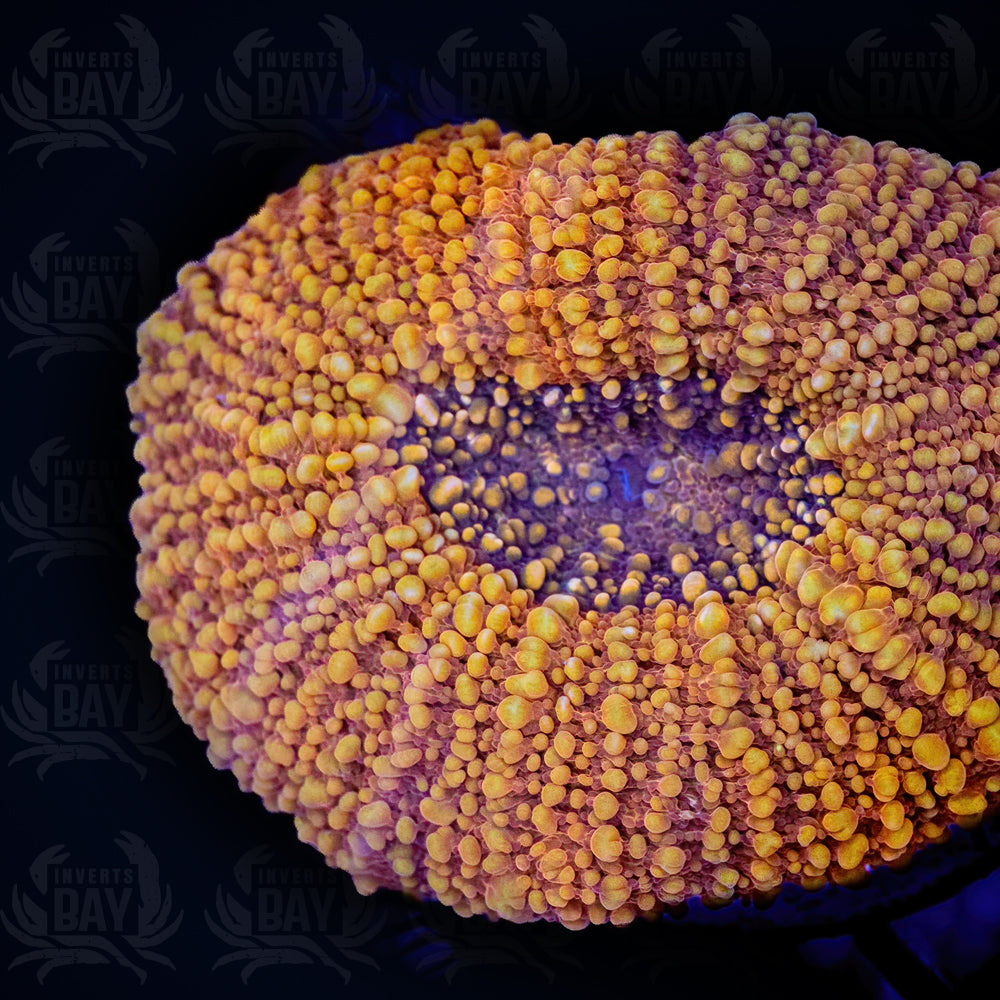 Orange Tongan Scoly (LPS-XXX)