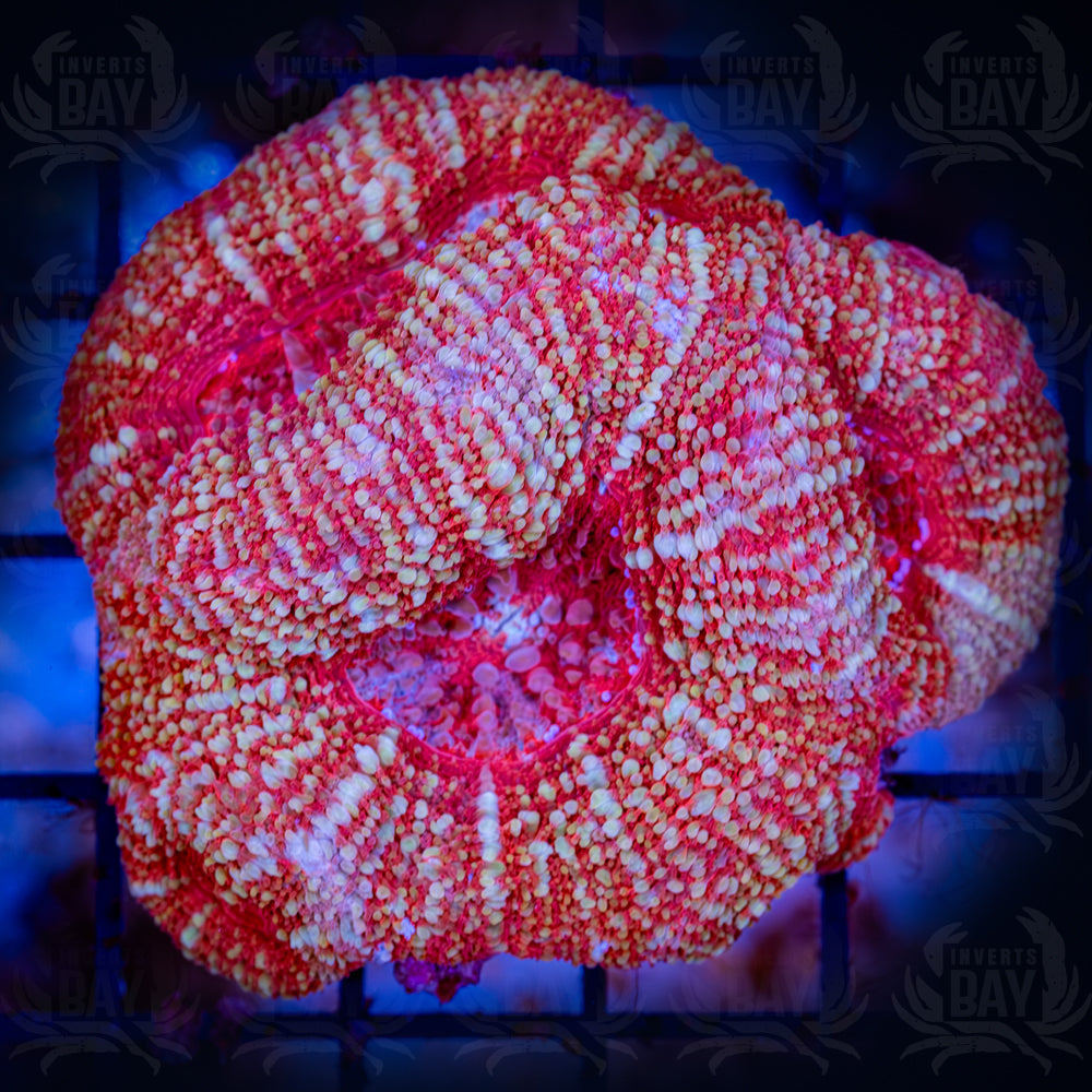 Pink Tongan Bowerbanki (LPS-XXX)